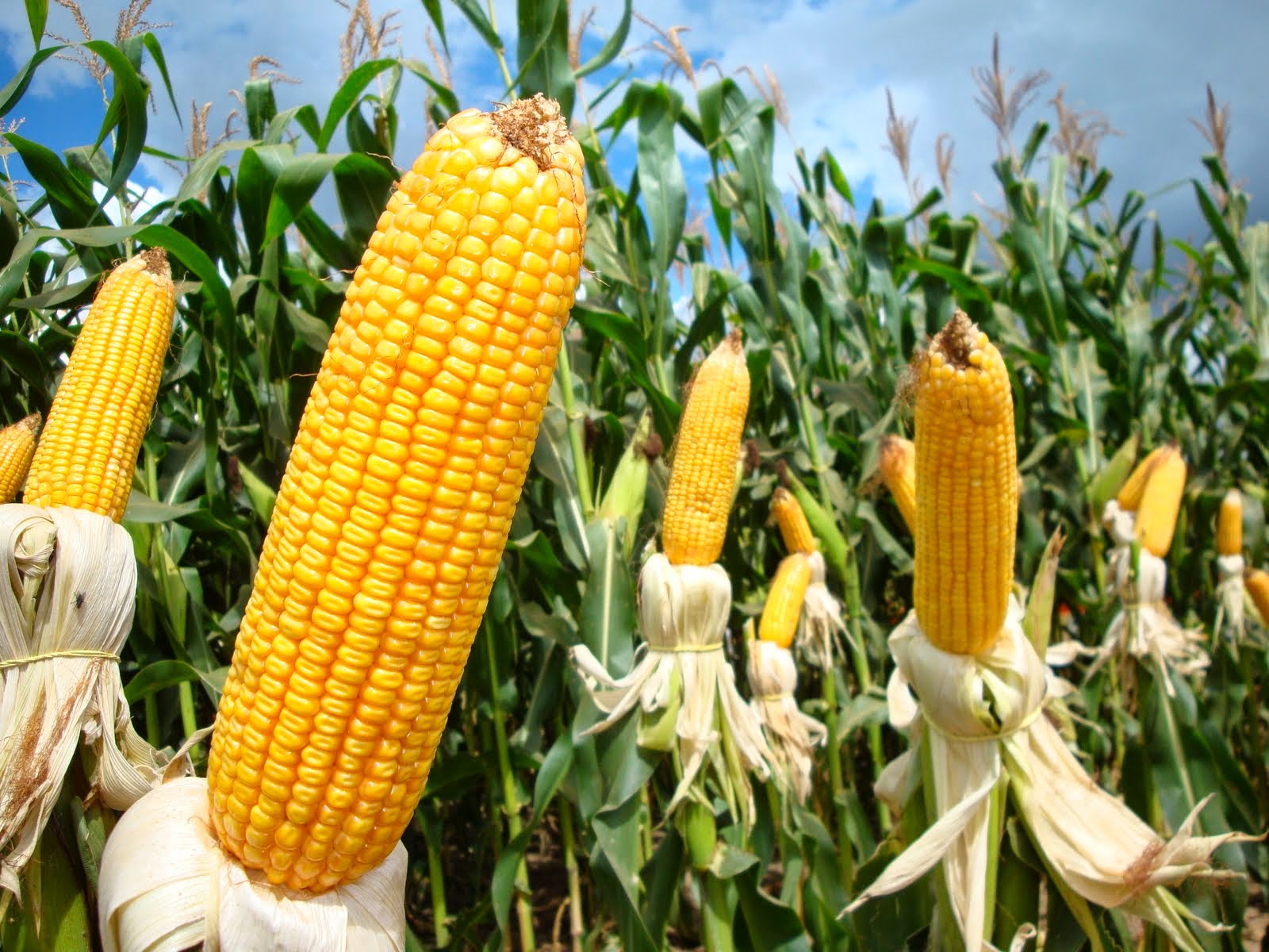 Cientistas desenvolvem plantas resistentes às mudanças climáticas