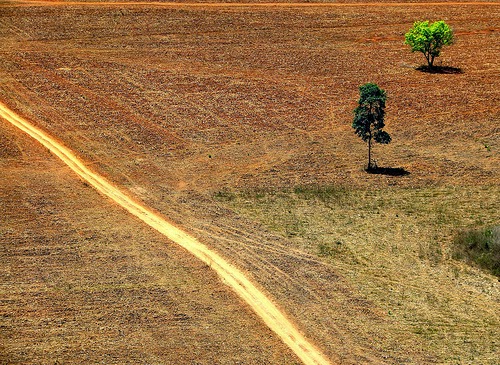 Graças a mudanças climáticas, Savana tornou-se o que é Floresta Amazônica hoje.