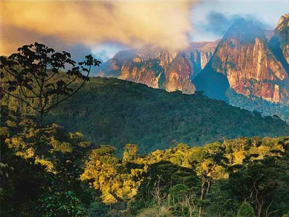 Diversidade genética em áreas restauradas de Mata Atlântica surpreende pesquisadores