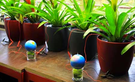 Energia elétrica gerada por plantas carrega até bateria de smartphone