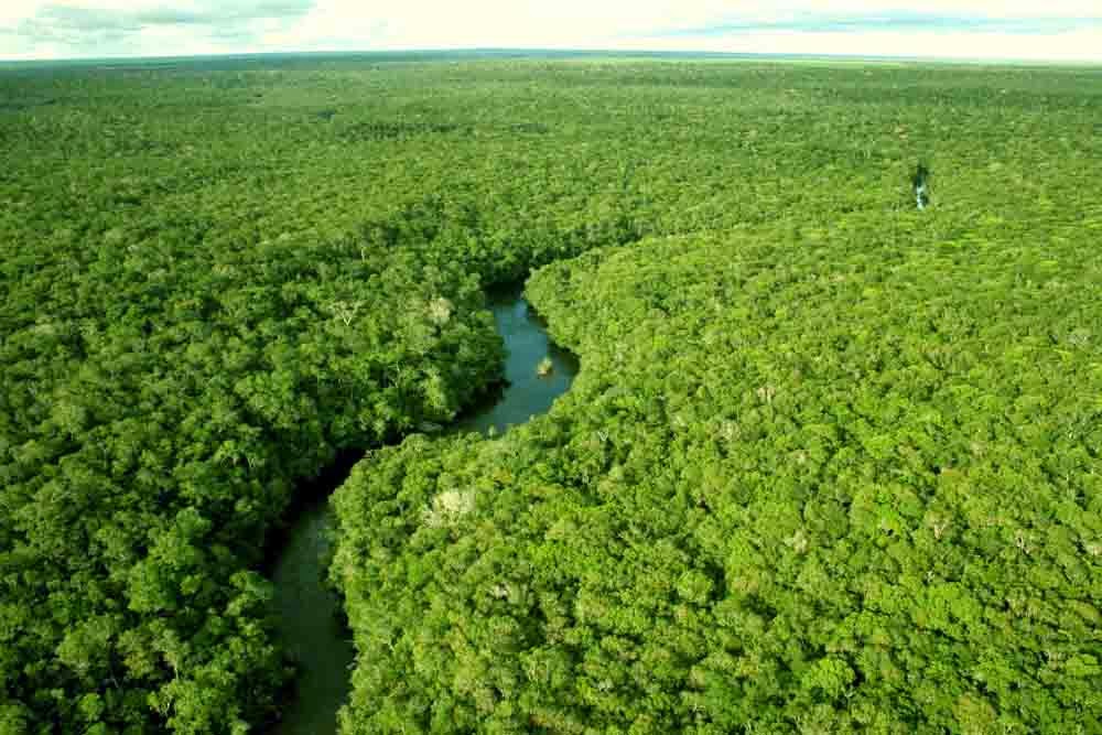 Floresta amazônica reduz capacidade de absorção de dióxido de carbono
