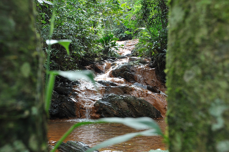 A importância das florestas urbanas para a preservação da água