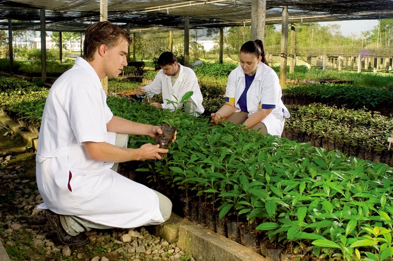 [DOWNLOAD] Manual para produção de mudas florestais
