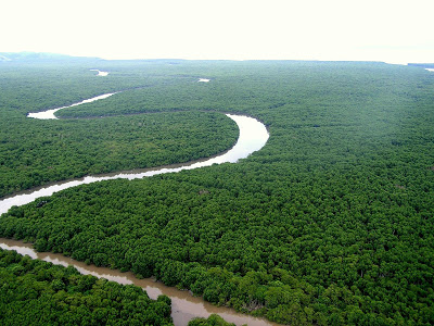 Lançado edital para concessão florestal em Caxiuanã