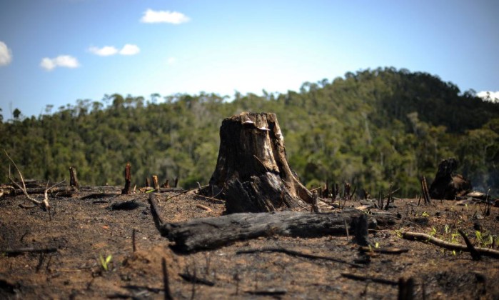 Em 25 anos, mundo perdeu área florestal do tamanho da África do Sul, diz ONU