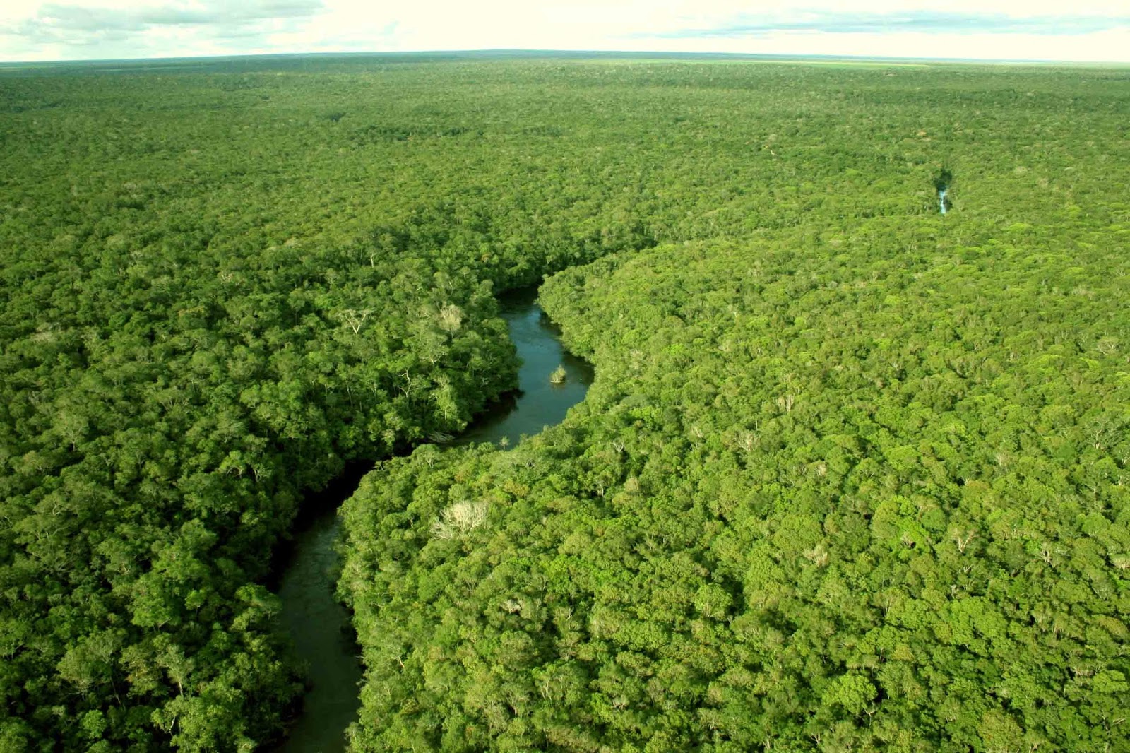 Restauração florestal gera oportunidades econômicas,mas requer pesquisa e investimentos