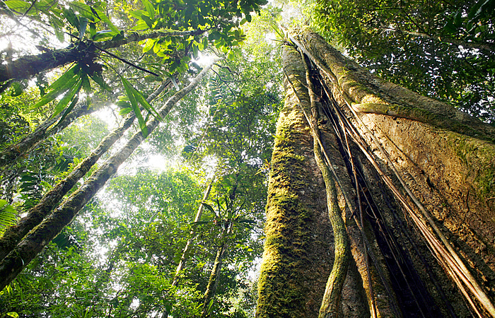 Catalogar todas as espécies de árvores da Amazônia levaria 300 anos, mostra levantamento