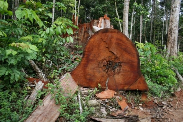 Manejo florestal, mesmo legal, ameaça árvores nobres da Amazônia