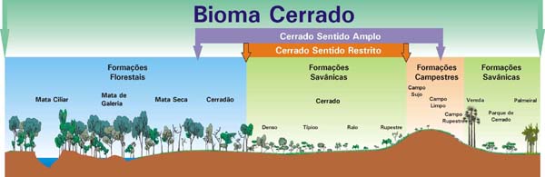 11 de Setembro: Dia Nacional do Cerrado
