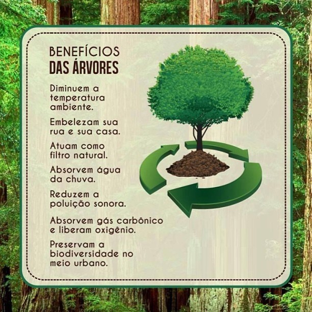 21 de Setembro: Dia da Árvore
