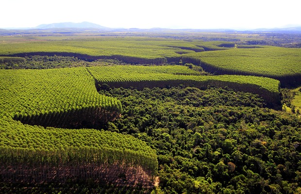 Florestas plantadas: qualidade do produto brasileiro é aval para exportar