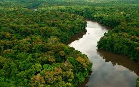 Aliança pela Restauração da Amazônia brasileira é lançada em Belém