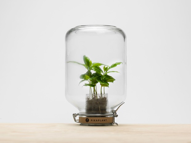 Plantas que não precisam regar