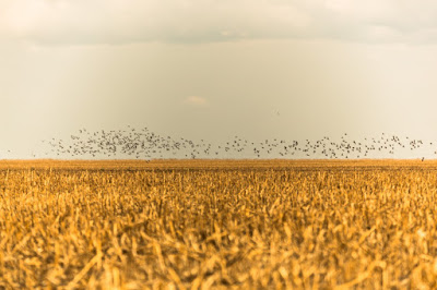 Desmatamento no cerrado anula ganhos climáticos na Amazônia