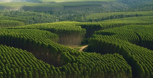 A importância das florestas plantadas no futuro