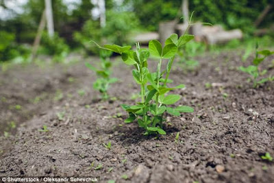 Plantas que estão com sede podem ouvir água