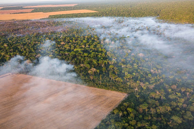 A AMAZÔNIA SE APROXIMA DE UM COLAPSO