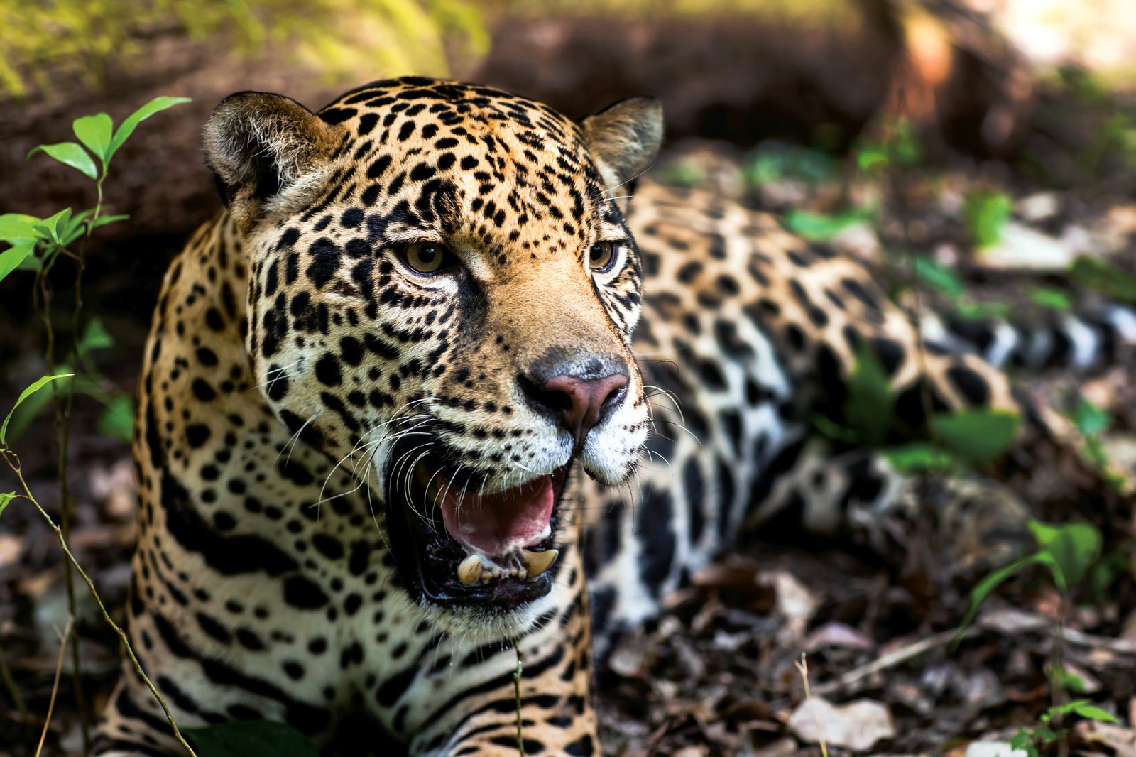 Onça-pintada está criticamente ameaçada de extinção na Caatinga