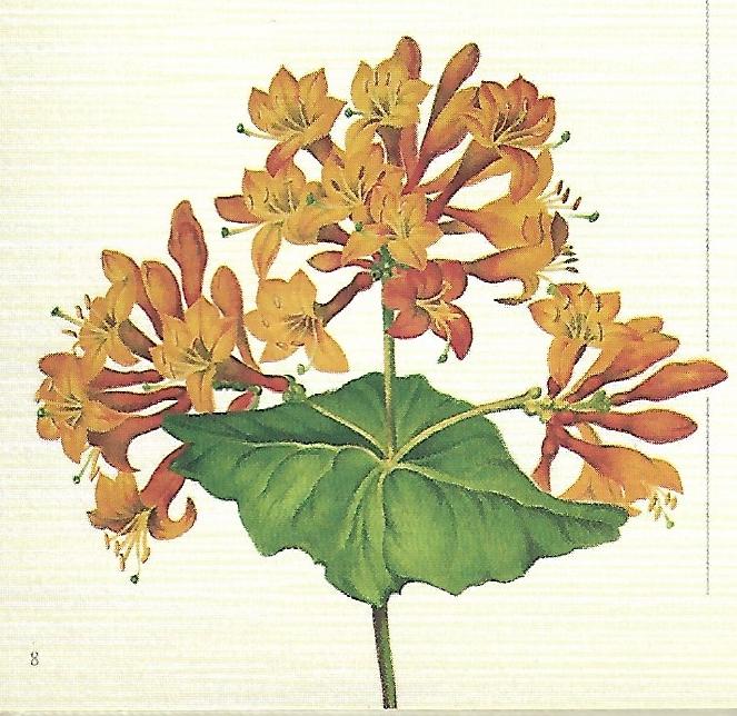 Lonicera x brownii