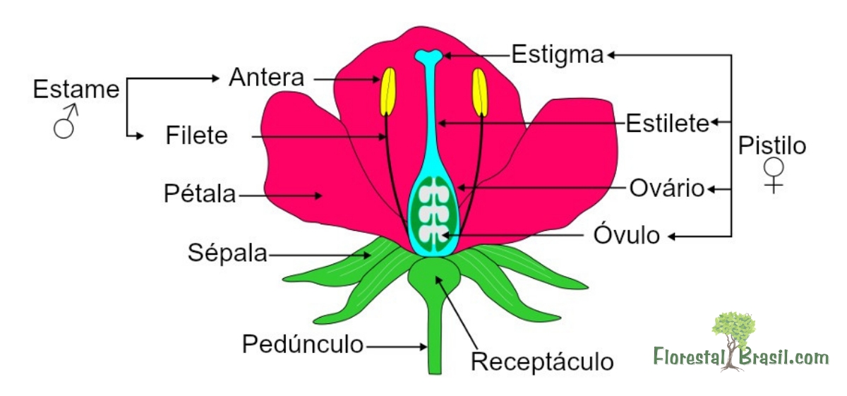 Morfologia Vegetal - Organografia