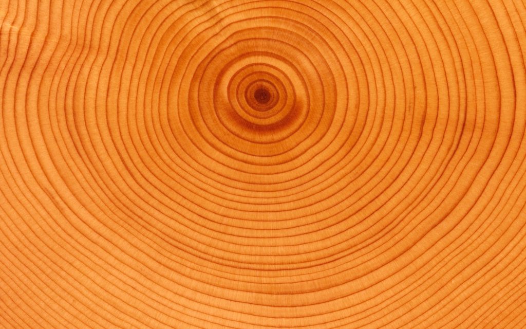 dendrologia