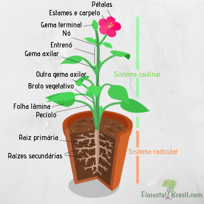 Morfologia Vegetal - Organografia