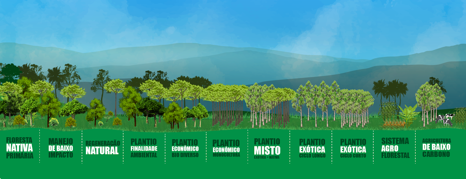 Vale a pena plantar florestas nativas? Conheça 4 formas