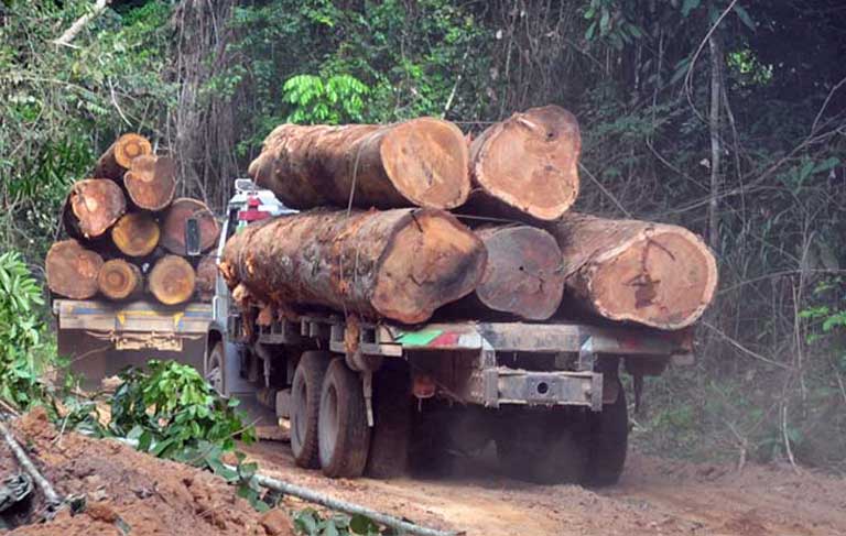 Código Florestal coloca em risco áreas protegidas da Floresta Amazônica