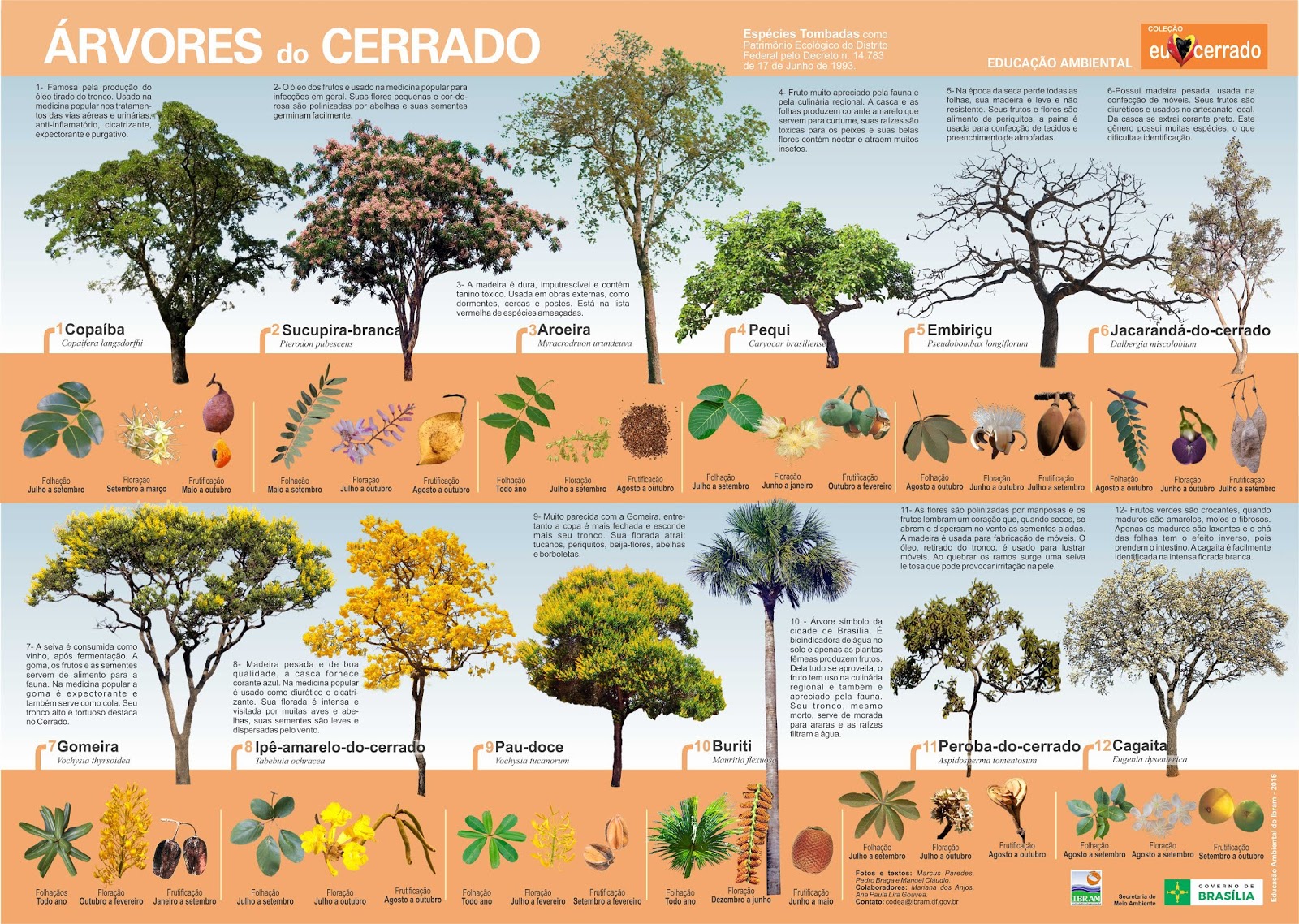Cartaz produzido por IBRAM representa 12 árvores do cerrado