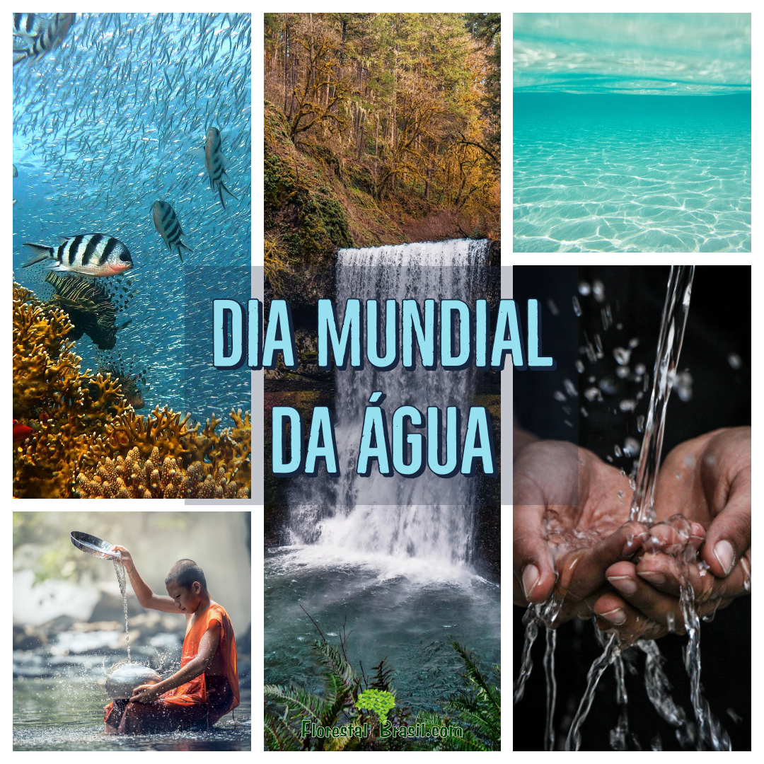 Dia mundial da Água