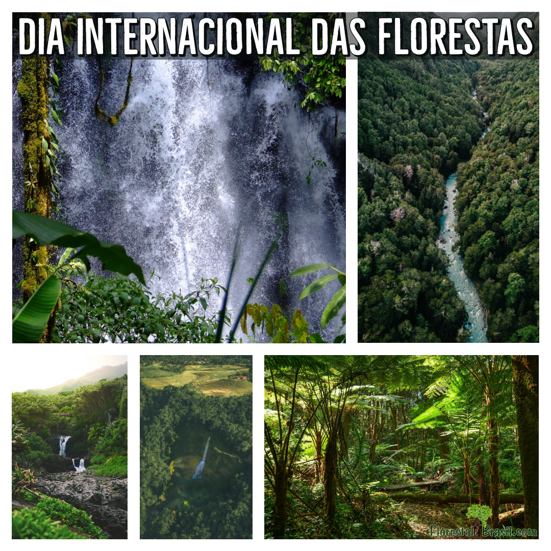 Dia internacional das Florestas