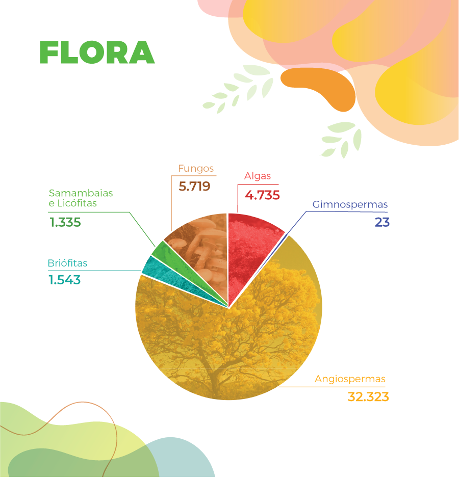 Biodiversidade brasileira