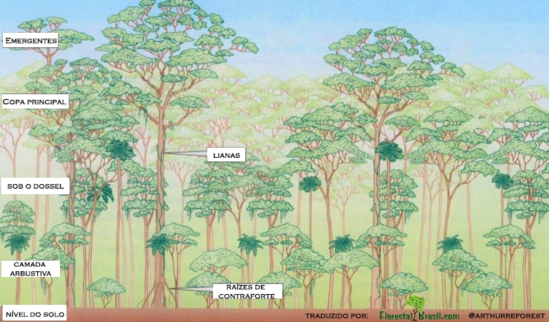 Novos lasers espaciais oferecem o melhor visual 3D para Florestas