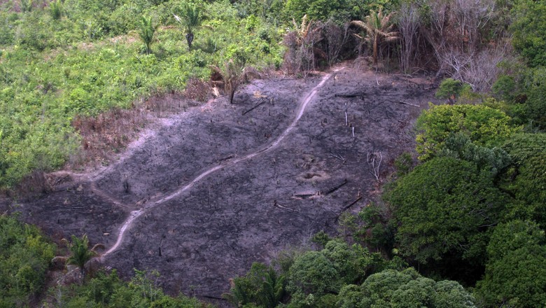 Segundo pesquisador da Imazon, o desmatamento na Amazônia só será controlado se der um freio na pecuária