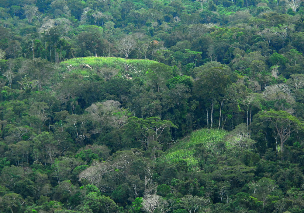 A Amazônia foi moldada por antigos sistemas agroflorestais