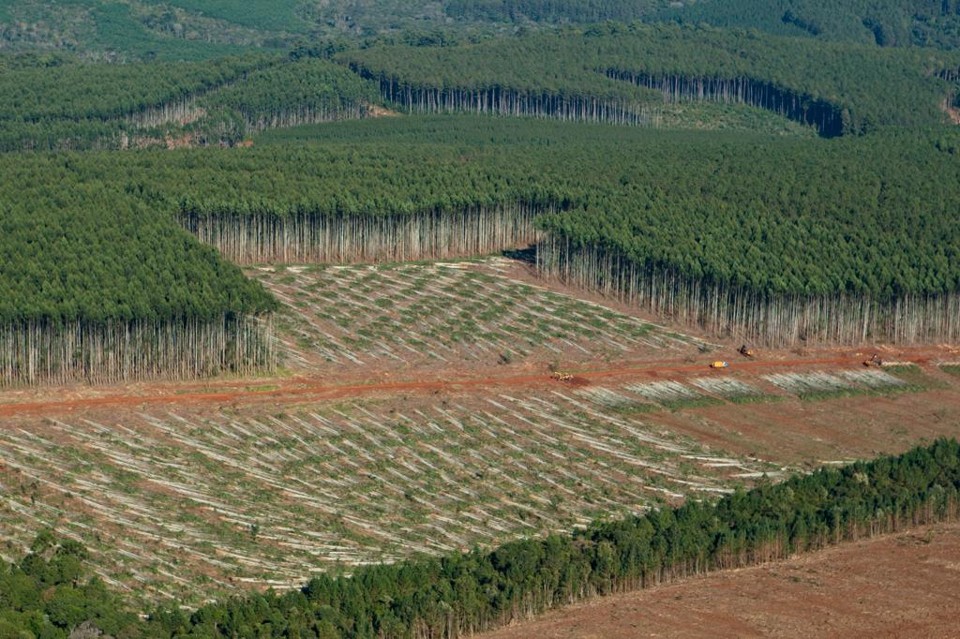 Aprovado Plano Nacional de Florestas Plantadas para fortalecer o segmento no Brasil