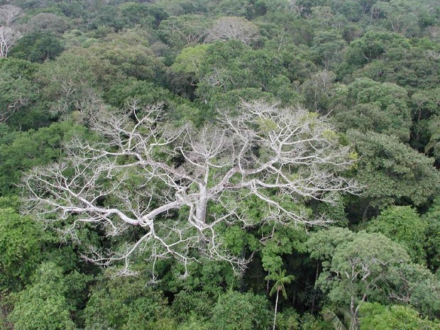 Proposta regulamenta o aproveitamento da madeira de árvores mortas