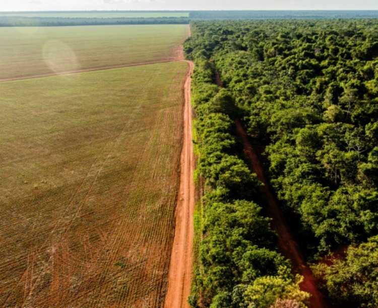 Desmatamento da Amazônia cresce 60% em junho, comparado ao ano passado