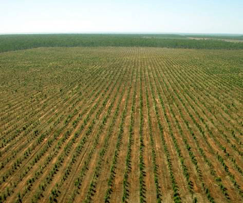 Qual a influência da densidade de plantio na produção madeireira?