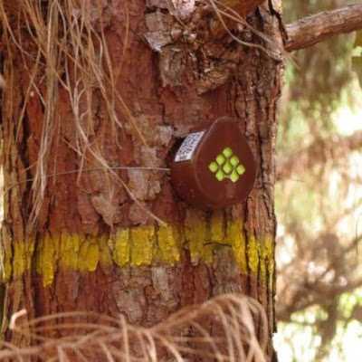 Aparelho usa internet das coisas para projetar quanto floresta vai render de matéria-prima