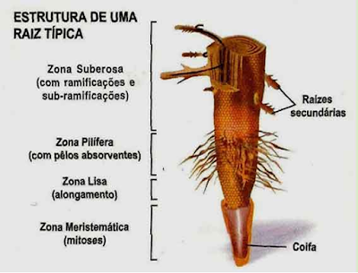 Quais os tipos de Raízes que existem?