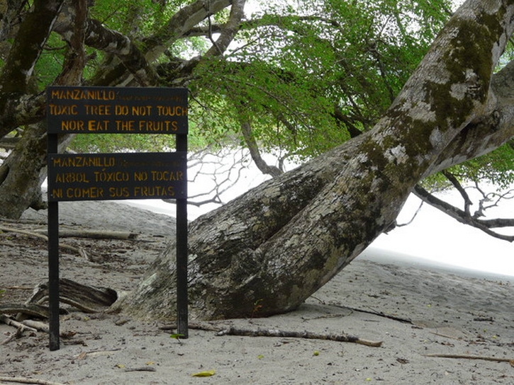 Mancenilheira: A 'árvore da morte', é considerada a árvore mais perigosa do mundo