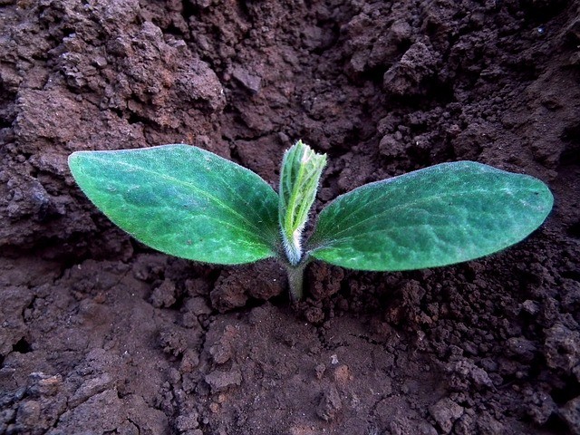 Plantas "gritam" quando estão estressadas, segundo estudo