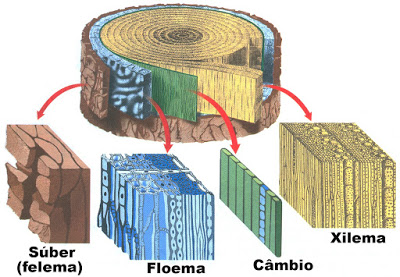 Relação do Xilema e do Floema com o sistema circulatório humano
