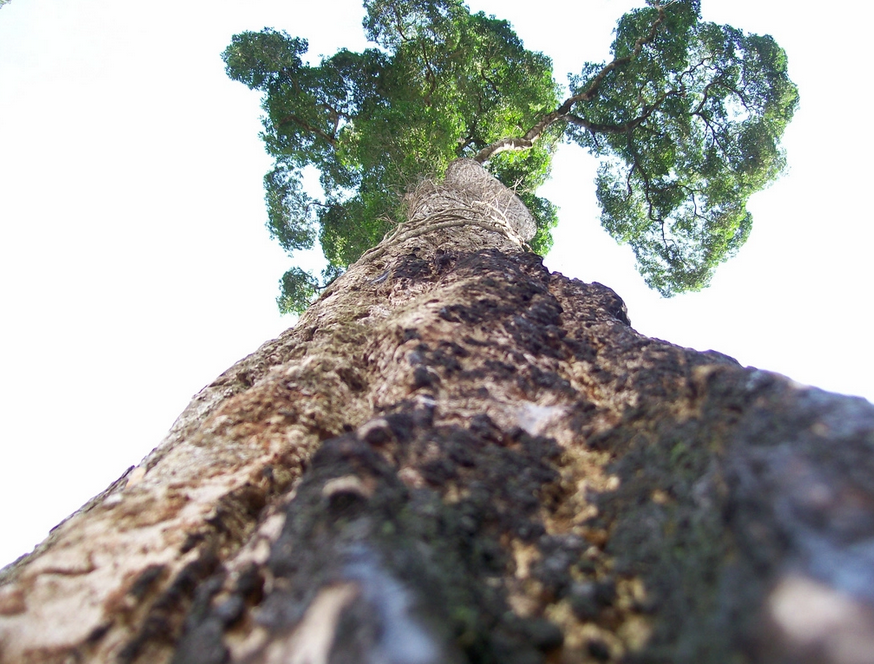 Gigantes do Brasil - As 5 maiores árvores do Brasil
