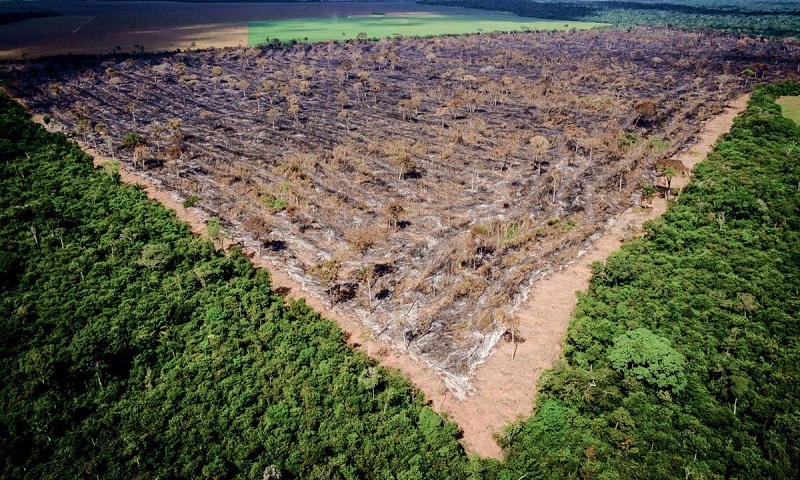 Relatório expõe agronegócio como responsável por desmatamento ilegal de dois terços das florestas tropicais do mundo