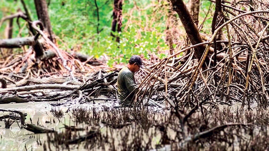 A lama vital da amazônia