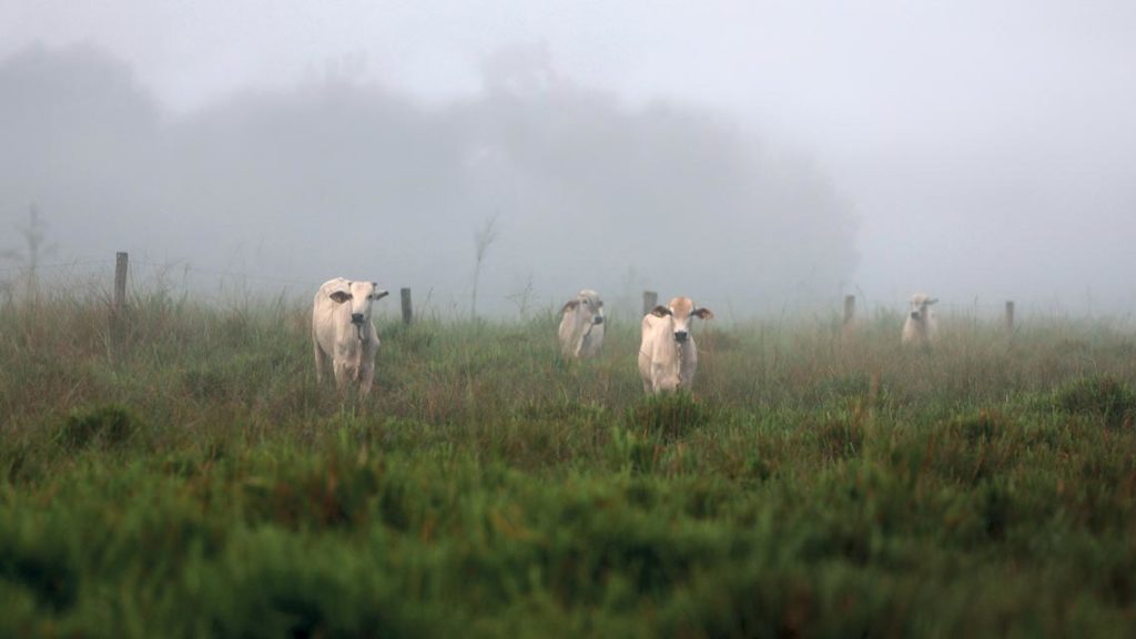Legislação ambiental enfraquecida