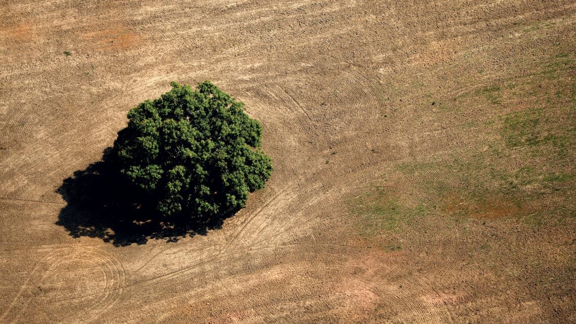 Mais agropecuária, menos florestas