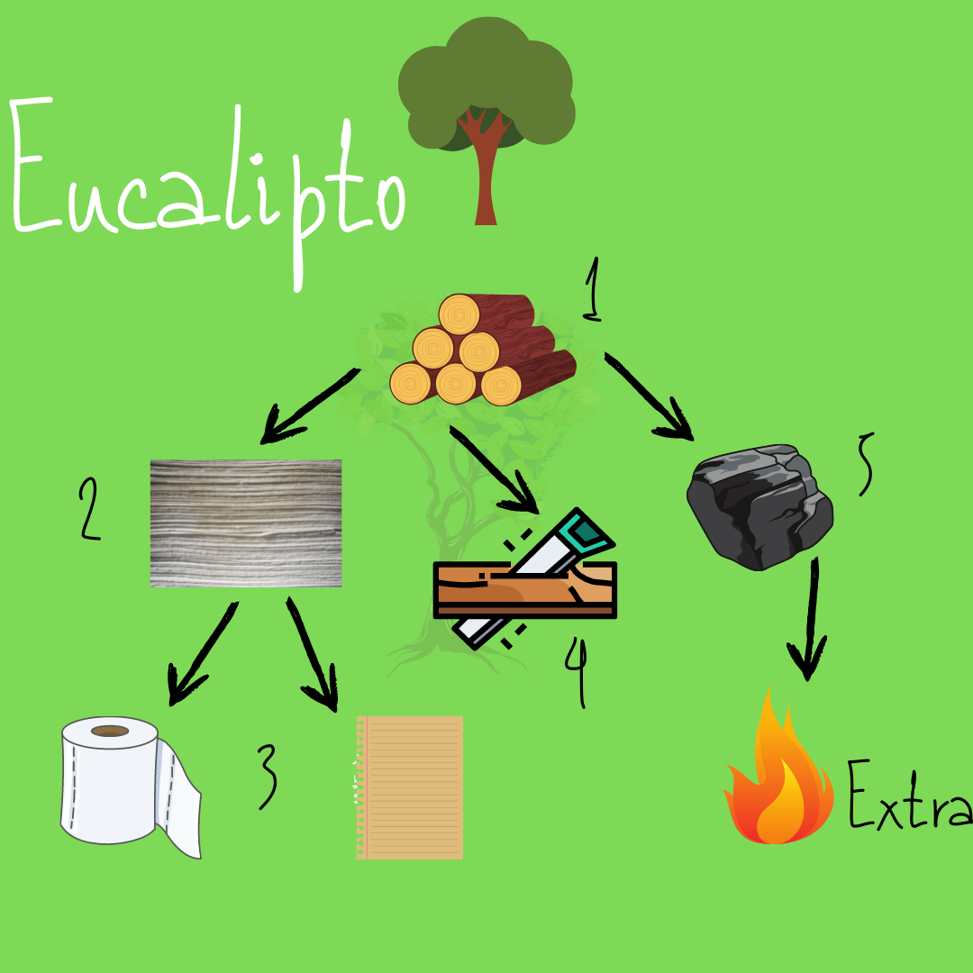 eucalipto